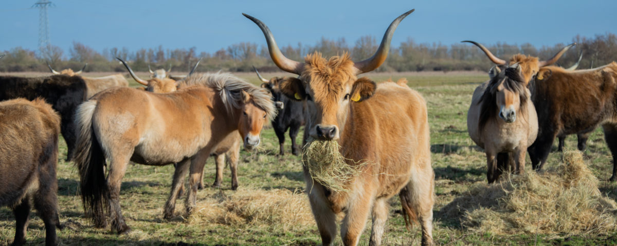 De grote grazers van de Hellegatsplaten