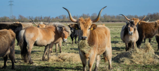 De grote grazers van de Hellegatsplaten